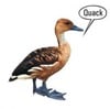 quacks like a duck